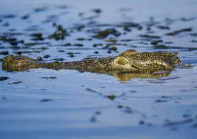 Chobe Princess Flame of Africa