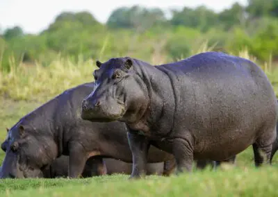 Chobe Princess Flame of Africa