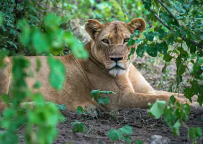 Chobe Princess Flame of Africa