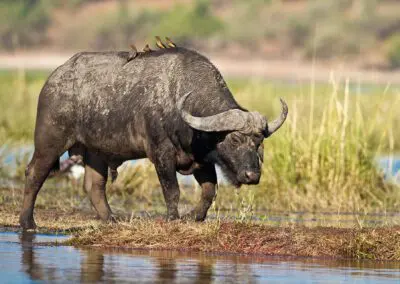 Chobe Princess Flame of Africa