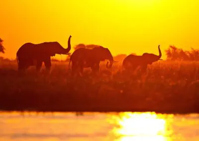 Chobe Princess Flame of Africa