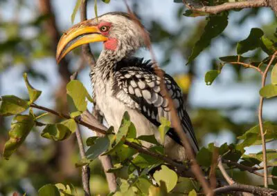 Khwai Expeditions Camp Flame of Africa