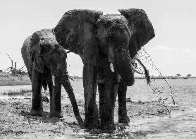 Chobe Princess Flame of Africa