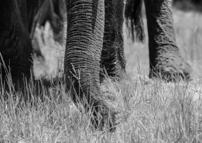 Chobe Princess Flame of Africa