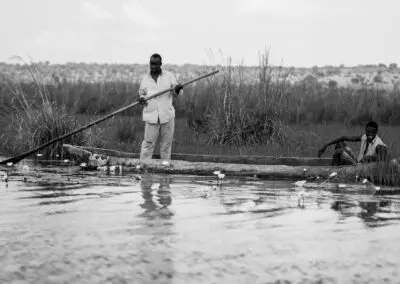 Chobe Princess Flame of Africa