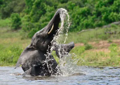 Chobe Princess Flame of Africa