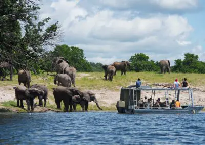 Chobe Princess Flame of Africa