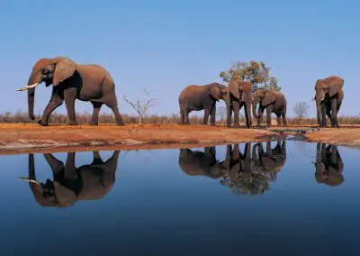 Chobe Princess Flame of Africa