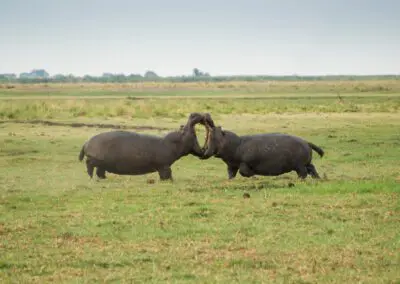 Chobe Princess Flame of Africa