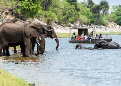 Chobe Princess Flame of Africa