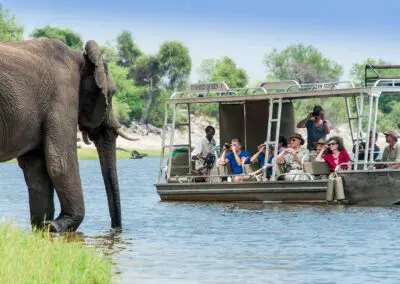 Chobe Princess Flame of Africa