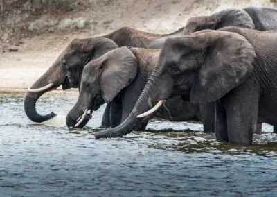 Chobe Princess Flame of Africa