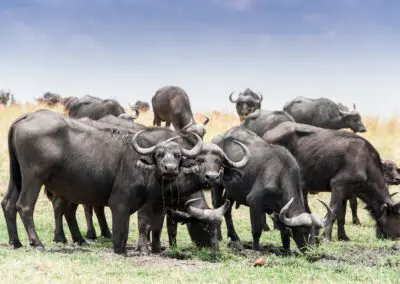 Chobe Princess Flame of Africa