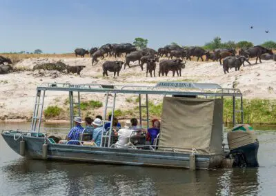 Chobe Princess Flame of Africa