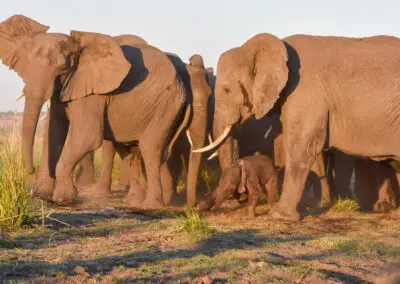 Chobe Princess Flame of Africa
