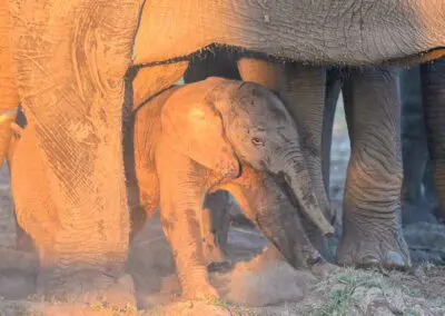 Chobe Princess Flame of Africa