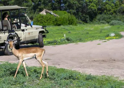 game drive Flame of Africa