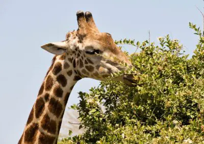 Chobe Princess Flame of Africa