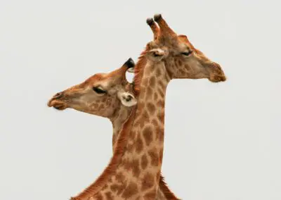 Chobe Princess Flame of Africa