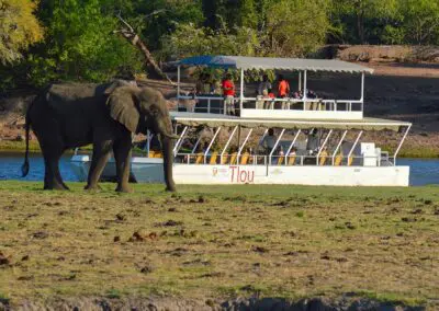 Cruises-(4)-copy2 Flame of Africa