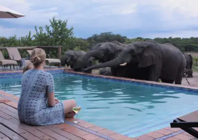 Chobe, Falls & Hwange Safari Flame of Africa