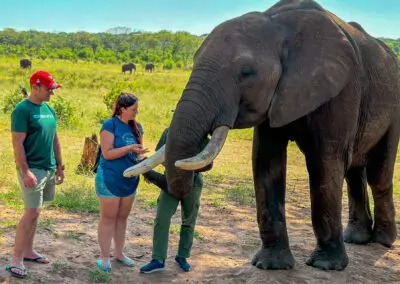 Elecrew-13 Flame of Africa