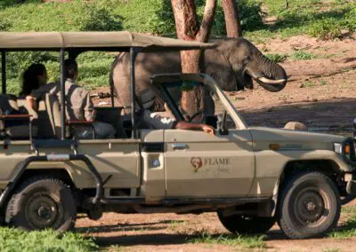 Game-Drive-Flame of Africa