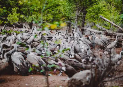 Vulture-Culture_Flame of Africa