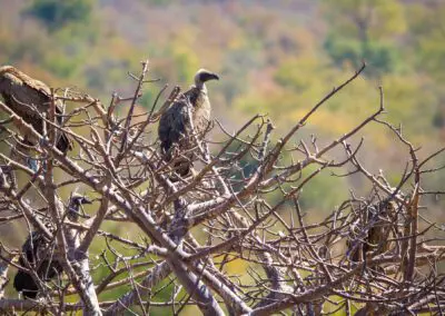 Vulture-Culture_Flame of Africa