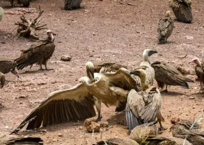 Vulture-Culture_Flame of Africa