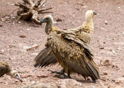 Vulture-Culture_Flame of Africa