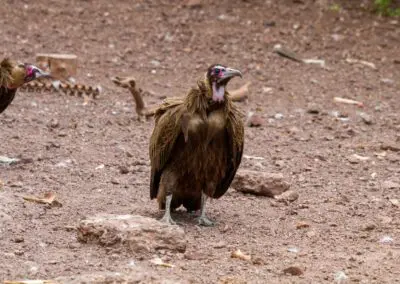 Vulture Culture_28 Flame of Africa