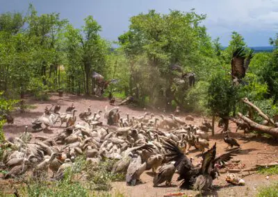 Vulture-Culture_Flame of Africa