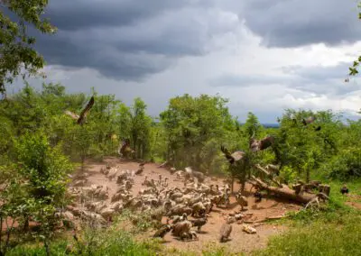 Vulture Culture_28 Flame of Africa