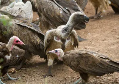 Vulture-Culture_Flame of Africa