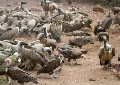 Vulture-Culture_Flame of Africa