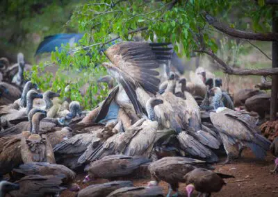 Vulture-Culture_Flame of Africa