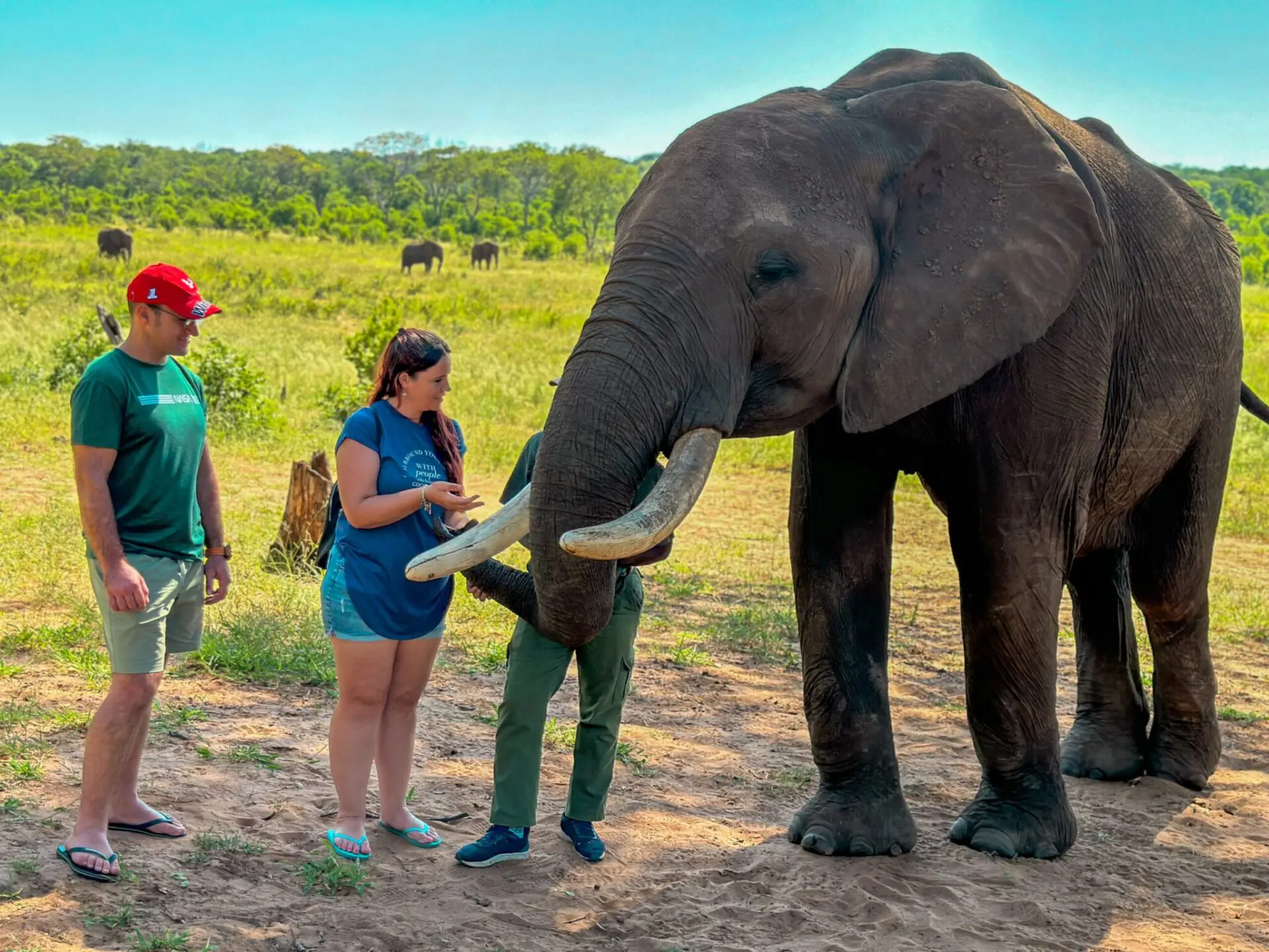 Elecrew-08 Flame of Africa