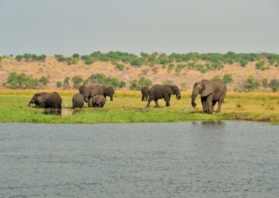 Mowana Safari Lodge Flame of Africa