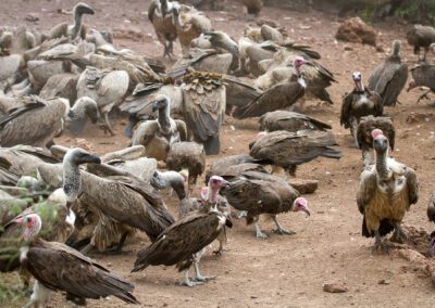 Vulture-Culture_Flame of Africa