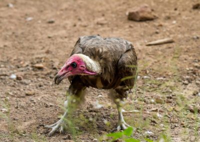 Vulture-Culture_Flame of Africa