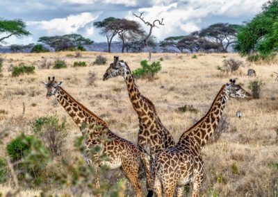 The-Kruger-South-Africa Flame of Africa
