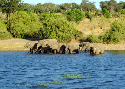 elephant-coast-zambezi-river-botswana-africa Flame of Africa