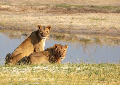 Lions Flame of Africa
