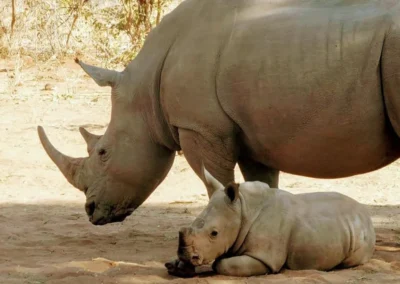Flame of Africa | Activities | Rhino Walk