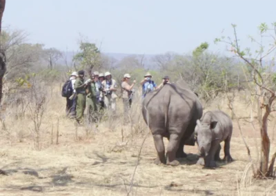 Flame of Africa | Activities | Rhino Walk