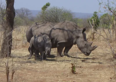 Flame of Africa | Activities | Rhino Walk