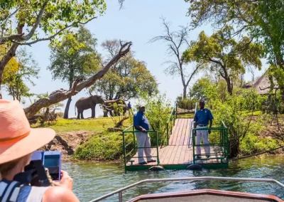 Flame of Africa | Activities | The Elephant Cafe