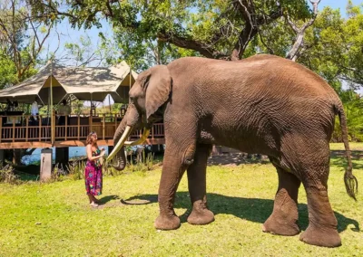 Flame of Africa | Activities | The Elephant Cafe